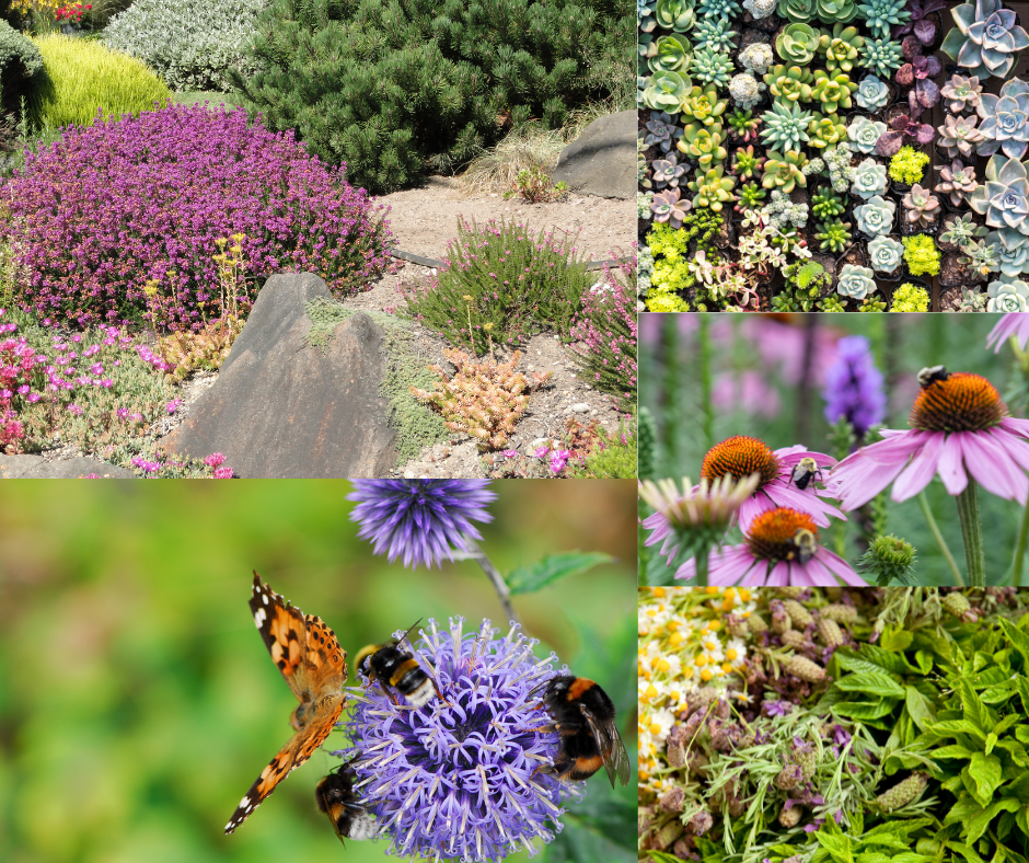 Biodiversity & Community Garden